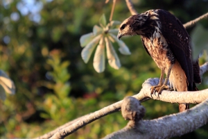 Black Collared hawk
